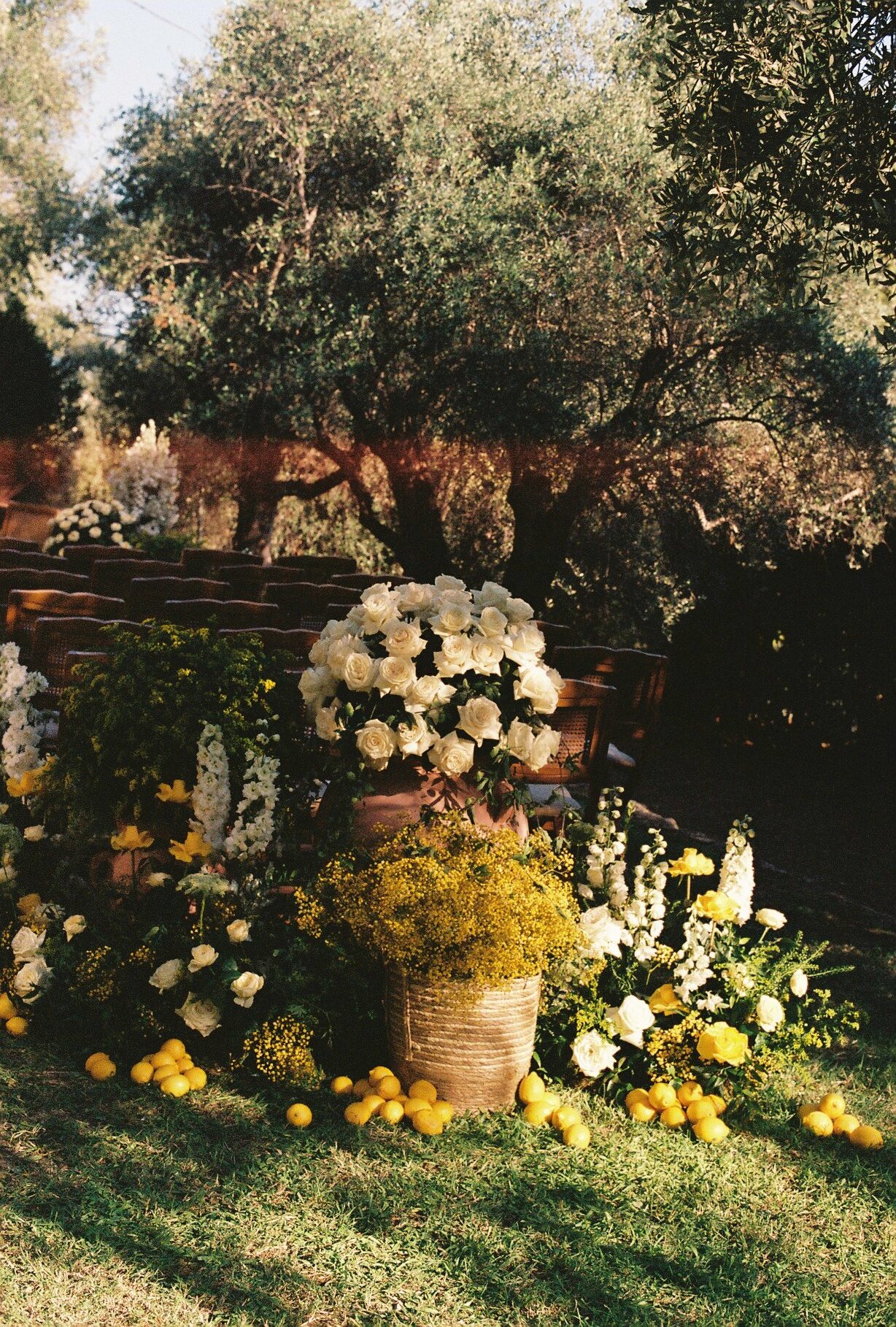 Floral details in an olive garden photographed on 35mm film